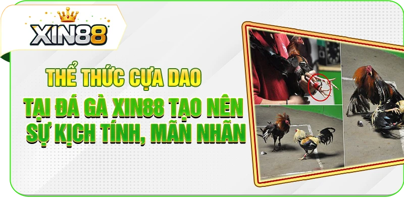 Thể thức cựa dao tại đá gà XIN88 tạo nên sự kịch tính, mãn nhãn