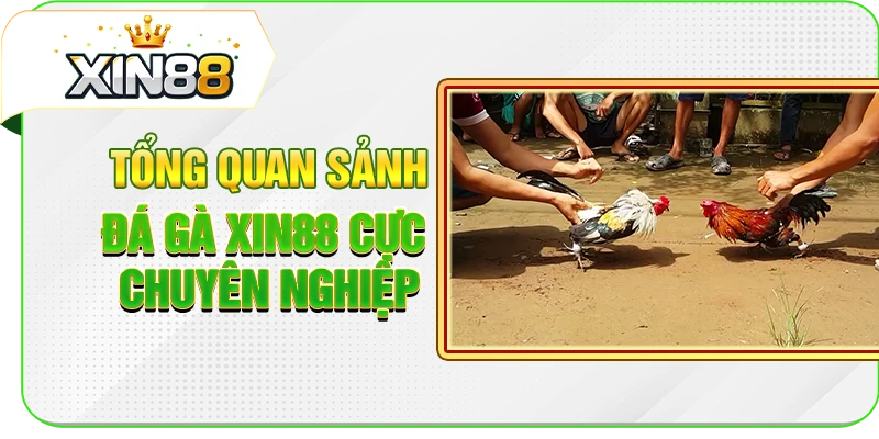 Tổng quan sảnh đá gà XIN88 cực chuyên nghiệp